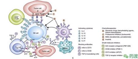 自然杀伤细胞(NK细胞)疗法在抗肿瘤免疫疗法中的潜力及未来发展方向_生物器材网