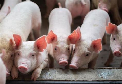 四季度猪肉供给增幅预计在10%—15%！市场人士预测：春节前猪价维持弱势！ - 猪好多网