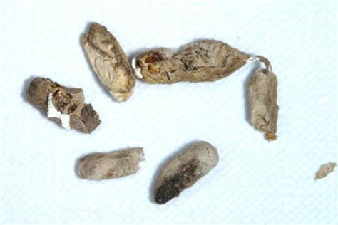 蝙蝠粪便图片