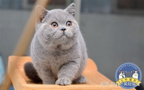 英短 蓝猫 纯蓝色 英国短毛猫 沐米猫舍 适合当种猫_沐米猫舍-站酷ZCOOL