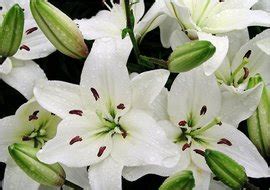 白色百合花花朵素材图片免费下载-千库网