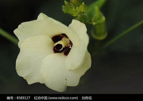 秋葵花图片