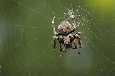 梦见蜘蛛是什么意思 梦见蜘蛛是什么预兆 - 万年历