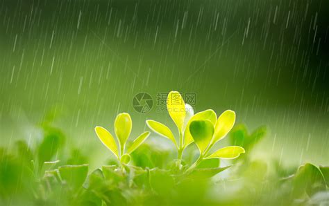 春天的雨水图片素材-正版创意图片500820522-摄图网
