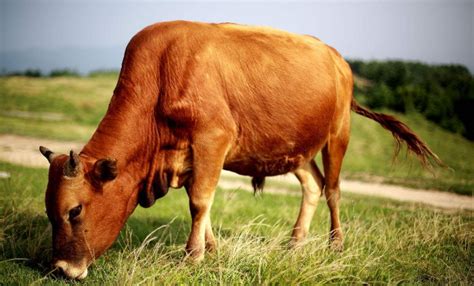 兴义来了一头功夫小黄牛，肉鲜味美，一身的“功夫”，就等你来品尝尝！