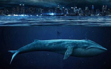 世界上最大的鲸鱼排名（盘点地球上最大的10种鲸鱼）_玉环网