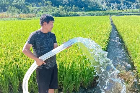 夷陵：近8万亩水稻田如何“解渴”？_抗旱_灌溉_农业