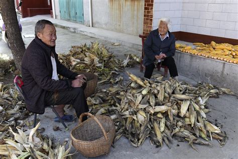 山西芮城：93岁老奶奶领着68岁儿子剥玉米，笑称给孙子打工