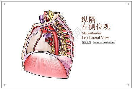 胸腔图图片