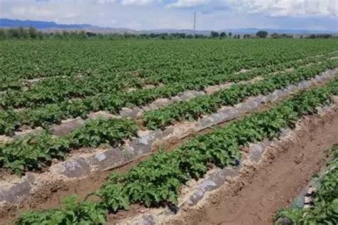 地瓜土豆铺地膜机 高垄型地膜铺盖机 红薯起垄覆膜机-农机网