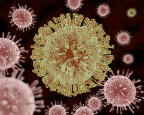 流感病毒和冠状病毒的细胞表面结合与内化