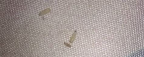 床上的小虫钻到衣服里，请大家帮忙看看这是什么虫子？会不会咬人？如何清理？家有小宝宝很担心虫子伤害到 - 百度宝宝知道