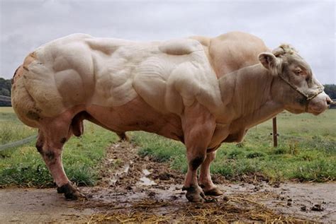 世界上最强壮的牛，宛如人类的“大力士”，你有可能吃过