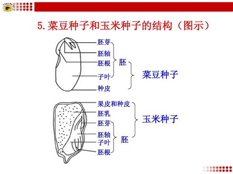 玉米种子结构图图片