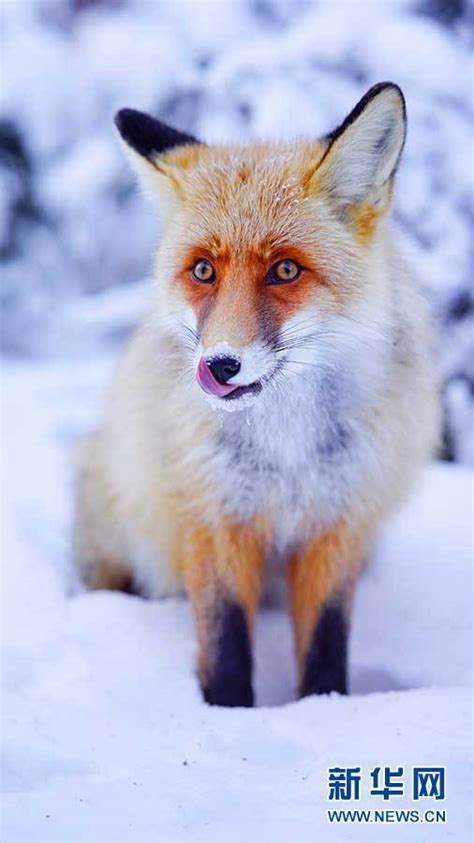 新疆是个好地方｜新年好，喀纳斯的狐狸“小可爱” -天山网 - 新疆新闻门户