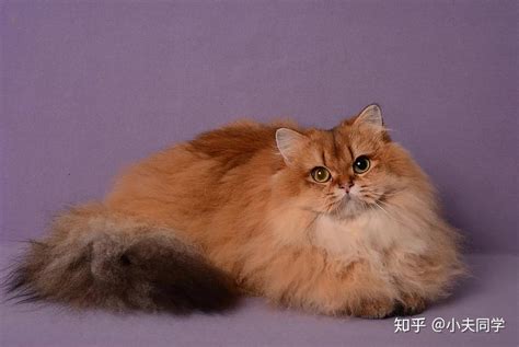 武汉地区出售两只长毛虎斑银渐层幼崽_虎斑猫_卖猫信息_宠物猫网