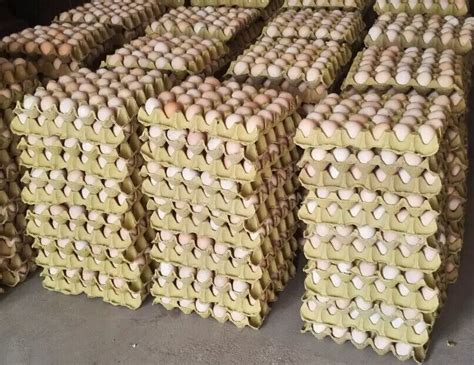 养殖专用纯纸浆鸡蛋托，厂家直销纸浆蛋托6枚鸡蛋托（黄浆）-阿里巴巴