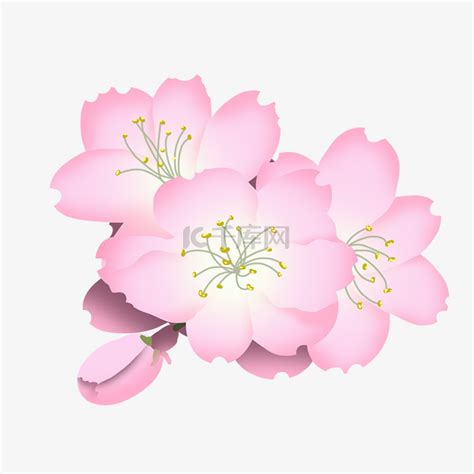 樱花插画图片下载-正版图片400998291-摄图网