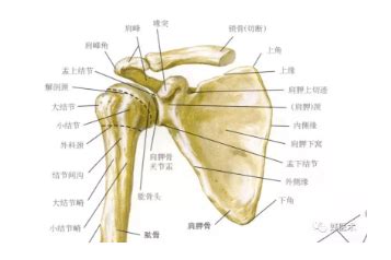 肩关节解剖图图片