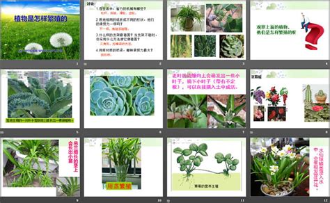 《植物是怎样繁殖的》植物的生命系统PPT课件2 - 第一PPT