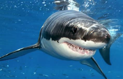 有史以来最大的大白鲨有多大?颠覆你的认知！|大白鲨|鲨鱼|体长_新浪新闻