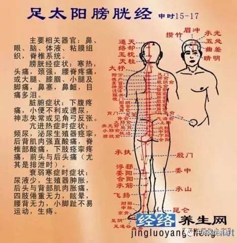 八髎穴位图图片