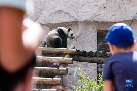 如意和丁丁在莫斯科有多受欢迎 大熊猫如意和丁丁要在俄罗斯待多久 - kin热点
