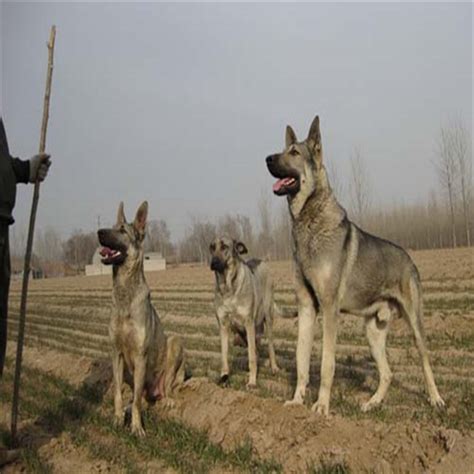 湖北省三个月的狼青犬图片欣赏_狼青犬多少钱一只_山东利源犬业