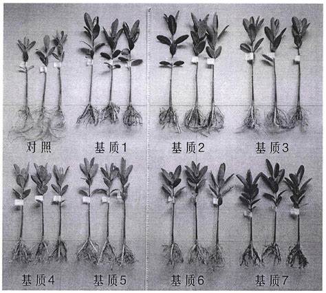 教学过程分为哪五个步骤(教学过程主要包括哪些环节)