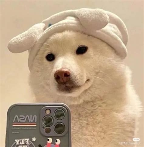沙雕狗头像图片