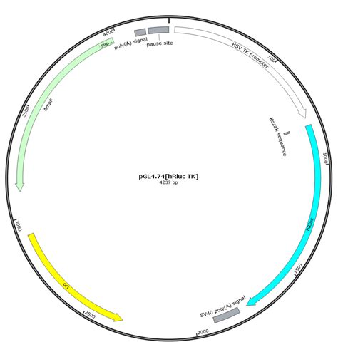 pGL4.74[hRluc/TK]报告基因质粒TK启动子 海参荧光素酶-质粒载体-ATCC-DSM-CCUG-泰斯拓生物
