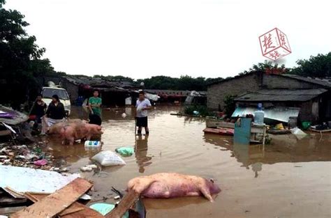 【猪场轶事】史上命很硬的母猪,被洪水冲下20公里奇迹生还