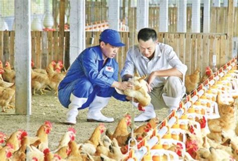蛋鸡养得好，养殖新模式很重要 | 三农服务热线