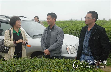 丹寨茶企业携手“国品黔茶”共同打造营销品牌-贵州旅游在线