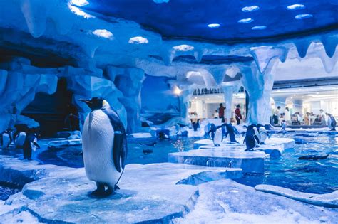 2020上海海昌海洋公园游玩攻略,这里有世界首个“企鹅超级碗...【去哪儿攻略】