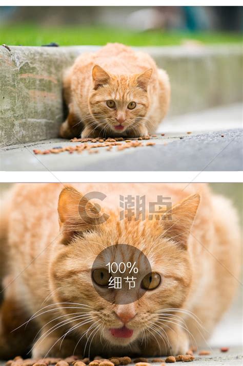 石头上可爱的小黄猫高清图片下载_红动中国
