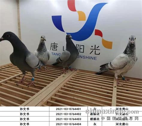 星辉国际赛鸽公棚 - 鸽友圈 - 中国信鸽信息网