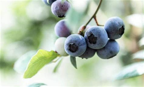 蓝莓一天吃多少为宜 - 鲜淘网