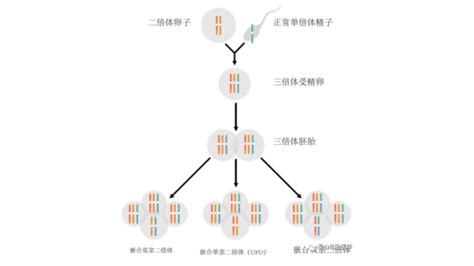 《人类染色体与染色体病》学习笔记_为什么x染色质比x染色体少一条-CSDN博客