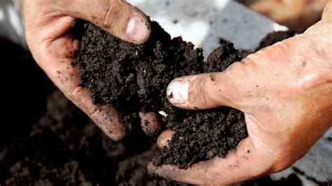 过氧化氢银消毒土壤：苗床土壤怎样消毒效果好？新型生态杀菌剂无农残_种植_奥克泰士_病原