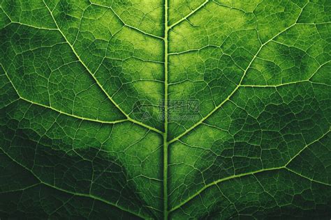 剪切叶质绿色热带植物密闭自然植物本背景摘要选择焦点宏高清图片下载-正版图片506593027-摄图网