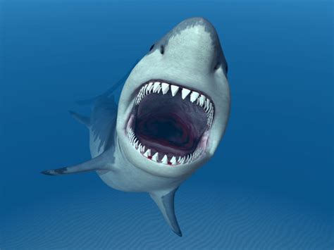 摄影师无防护近距离拍摄大白鲨 展现惊悚瞬间|文章|中国国家地理网