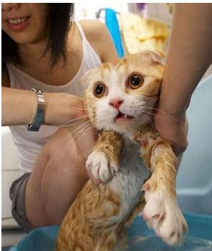 给猫咪洗澡的正确方法和注意事项 - 知乎