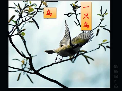 笨鸟先飞的成语故事 是什么 是一只笨鸟在飞吗 它告诉我们什么道理 | 说明书网
