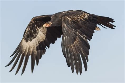 最凶猛的鸟十大排名，秃鹫上榜，第九是国家一级保护动物_排行榜123网