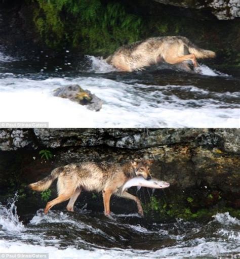 三江源国家公园首次拍摄到 一只罕见黑狼在野外活动 | 北晚新视觉