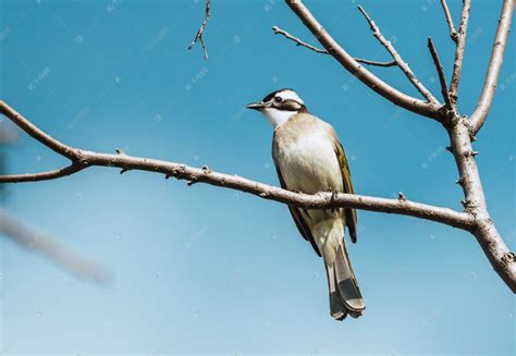 美丽的野鸟栖息在树枝上的特写高清图片下载-正版图片504369582-摄图网