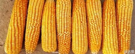 隆平218玉米种介绍（种子审定公告，春玉米产量简介）-植物说