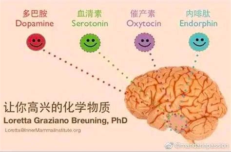 多巴胺脑内信息传递者上瘾 内啡肽快感荷尔蒙 最集中于记忆区域 心脏手术 血清素 神经传递物质 突触传递 - 知乎