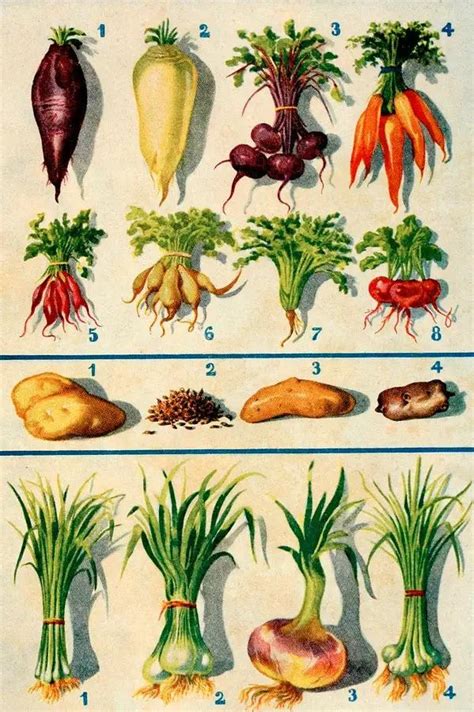 蔬菜有哪些种类（常见蔬菜名称大全） – 碳资讯